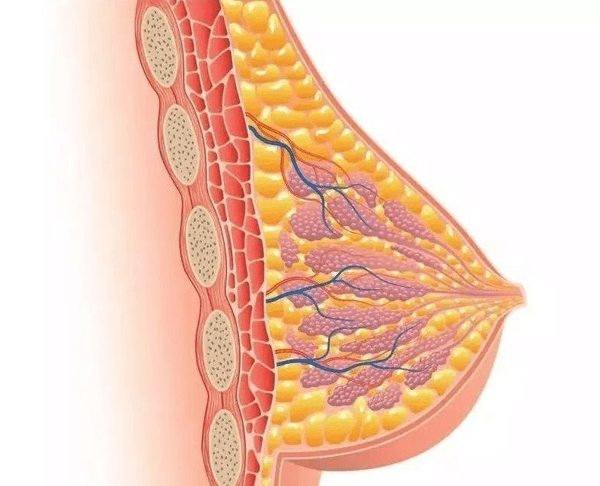 催乳激素可促進乳腺組織的發(fā)育